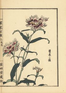 Nadeshiko or fringed pink, Dianthus monspessulanus. Handcoloured woodblock print by Kono Bairei from Kusa Bana Hyakushu (One Hundred Varieties of Flowers), Tokyo, Yamada by Unbekannter Künstler