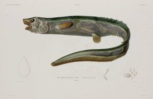 Natacanthus Nasus, Iceland, Early 19th Century by Unbekannter Künstler