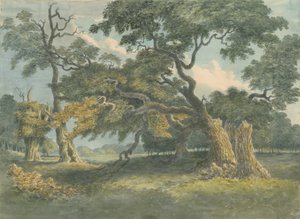 Needwood - Oak Tree by Unbekannt