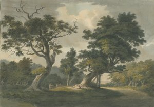 Needwood Forest