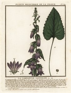 Nettle-leaved bellflower by Unbekannter Künstler