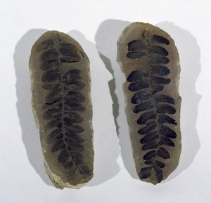 Neuropteris (Frond of Sea Fern) Found at Coseley, Staffordshire, Upper Carboniferous Period