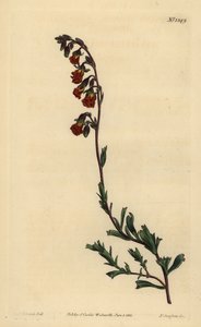 Night-smelling hermannia by Unbekannt