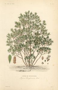 Northern bayberry