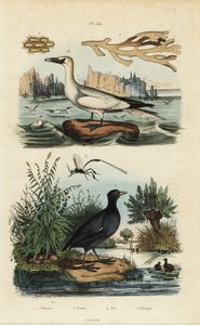 Northern Gannet, Morus Bassanus 4, Red-Fronted Coot, Fulica Rufifrons 5, Flustra Foliacea Seaweed 1,2, and Gasteruption Wasp 3