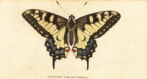 Old World Swallowtail, Papilio Machaon (1800) by Unbekannter Künstler