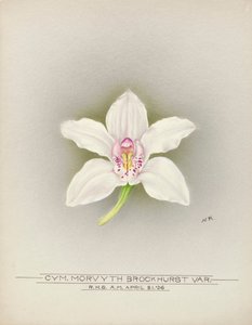 Orchid by Unbekannter Künstler
