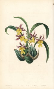 Orchid Variety Oncidium - Oncidium ghiesbreghtianum orchid (Mr. Warner