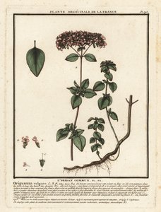 Oregano or wild marjoram, Origanum vulgare by Unbekannter Künstler