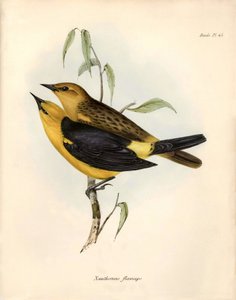 Ornithology: Certhidea olivacea Geospize olive observed and described by Charles Darwin during his expedition aboard the Beagle. Plate from The zoology of the voyage of H.M.S. Beagle. Flight. III, Birds described by John Gould
