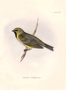 Ornithology: Chlorospiza xanthogramma Description of a passerine by Charles Darwin observed during his expedition aboard the Beagle. Plate from The zoology of the voyage of H.M.S. Beagle. Flight. III, Birds described by John Gould