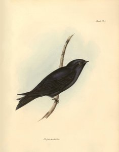 Ornithology: Progne modestus of the Swallows family described by Charles Darwin during his expedition aboard the Beagle. Plate from The zoology of the voyage of H.M.S. Beagle. Flight. III, Birds described by John Gould, with notice of their habits by Unbekannter Künstler