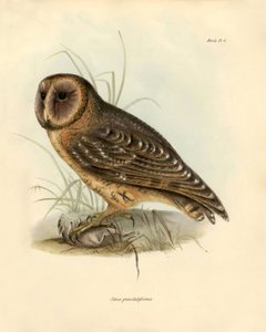 Ornithology: Strix punctatissima owl described by Charles Darwin (1809-1882) during his expedition aboard the Beagle. Plate from Birds described by John Gould, with notice of their habits by Charles Darwin by Unbekannter Künstler