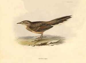 Ornithology: Synallaxis major described by Charles Darwin during his expedition aboard the Beagle. Plate from The zoology of the voyage of H.M.S. Beagle. Flight. III, Birds described by John Gould, with notice of their habits by Charles Darwin