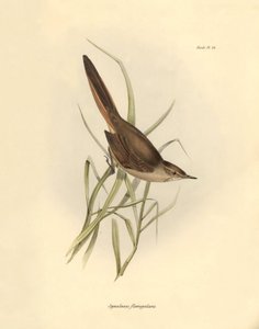 Ornithology: Synallaxis rufogularis described by Charles Darwin during his expedition aboard the Beagle. Plate from The zoology of the voyage of H.M.S. Beagle. Flight. III, Birds described by John Gould, with notice of their habits by Charles Darwin
