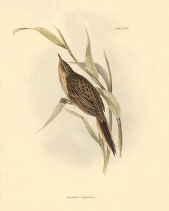 Ornithology: Synallaxis rufogularis described by Charles Darwin during his expedition aboard the Beagle. Plate from The zoology of the voyage of H.M.S. Beagle. Flight. III, Birds described by John Gould, with notice of their habits by Charles Darwin