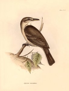 Ornithology: The 