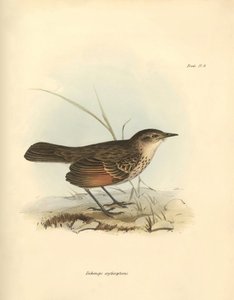 Ornithology: The 