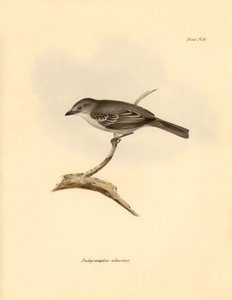 Ornithology: The 