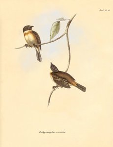 Ornithology: The 