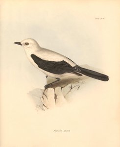 Ornithology: The fluvicola azarea or flycatcher described by Charles Darwin during his exploration journey aboard the Beagle. Plate from The Zoology of the voyage of H.M.S. Beagle under the command of Captain Fitzroy during the years 1832 to 1836 by Unbekannter Künstler