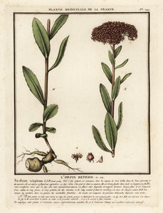 Orpine, Sedum telephium by Unbekannter Künstler