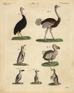 Ostrich, cassowary, extinct dodo, and species of penguin