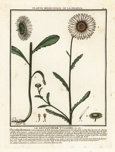 Ox-eye daisy by Unbekannter Künstler