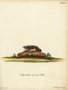 Painted Woolly Bat, Kerivoula picta. Vespertilio pictus Linn. Handcoloured copperplate engraving by Jakob Andreas Eisenmann after an illustration by Jacques de Seve from Johann Christian Daniel Schreber