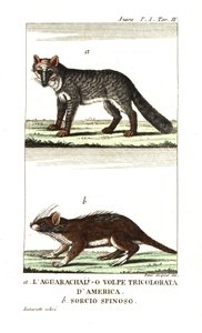 Pampas Fox or Aguarachay by Unbekannter Künstler