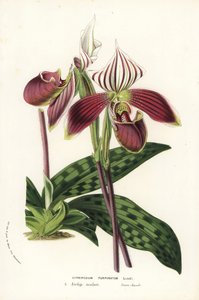 Paphiopedilum purpuratum orchid. Handcoloured lithograph from Louis van Houtte and Charles Lemaire