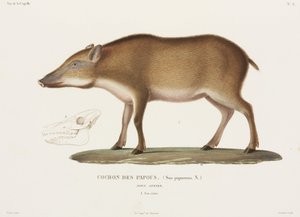 Papuan Pig, New Guinea by Unbekannter Künstler