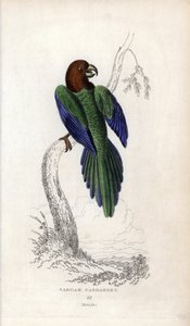 Parakeet Pumpadour, Prosopeia tabuensis. Psittacus tabuensis by Unbekannter Künstler