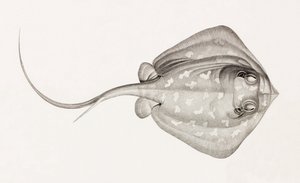Stingray Lymme by Unbekannt