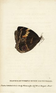Peacock butterfly of New South Wales by Unbekannter Künstler