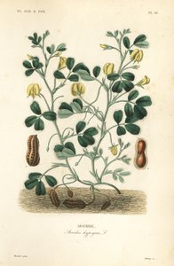 Peanut or groundnut, Arachis hypogaea by Unbekannt