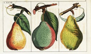 Pear Varieties, Pyrus communis by Unbekannter Künstler