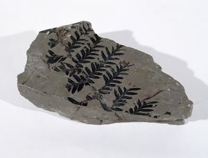 Pecopteris (Gymnosperm Frond) Found at Camerton, Somerset, Upper Carboniferous Period by Unbekannt