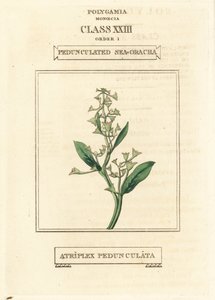 Pedunculate sea-purslane, Atriplex pedunculata by Unbekannter Künstler