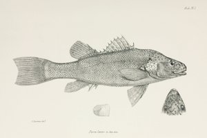 Perch, c 1832-1836 by Unbekannt