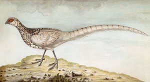 Pheasant by Unbekannter Künstler