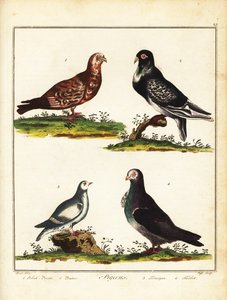 Pigeons: Polish pigeon, pouter, ptarmigan and turbit by Unbekannter Künstler