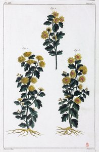 Medicinal Plants, China by Unbekannt