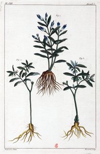 Medicinal Plants, China by Unbekannt