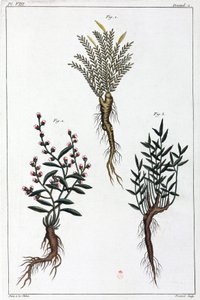 Medicinal plants, China by Unbekannt