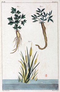 Medicinal plants, China