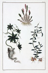 Medicinal plants, China by Unbekannt