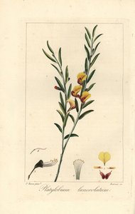 Platylobium lanceolatum, native to Australia