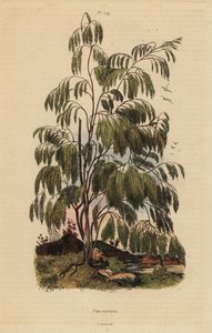 Plocama Pendula Shrub by Unbekannt