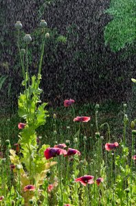 Poppy (Papaver somniferum) flowers and seedheads in summer downpour, Gower, South Wales by Unbekannter Künstler
